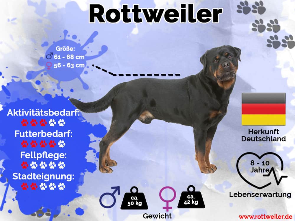 Rottweiler Infografik