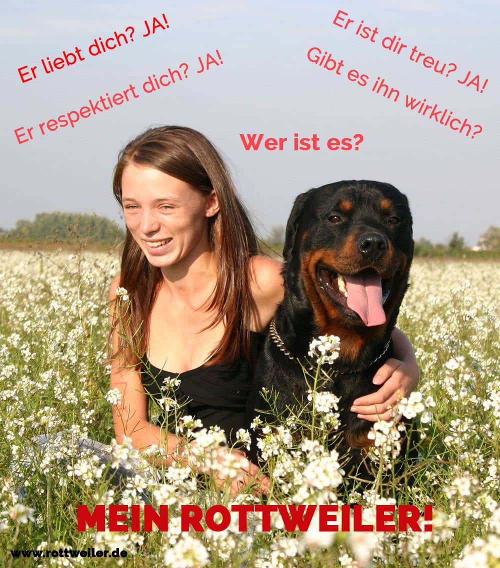 Rottweiler mit Frau in Blumenfeld