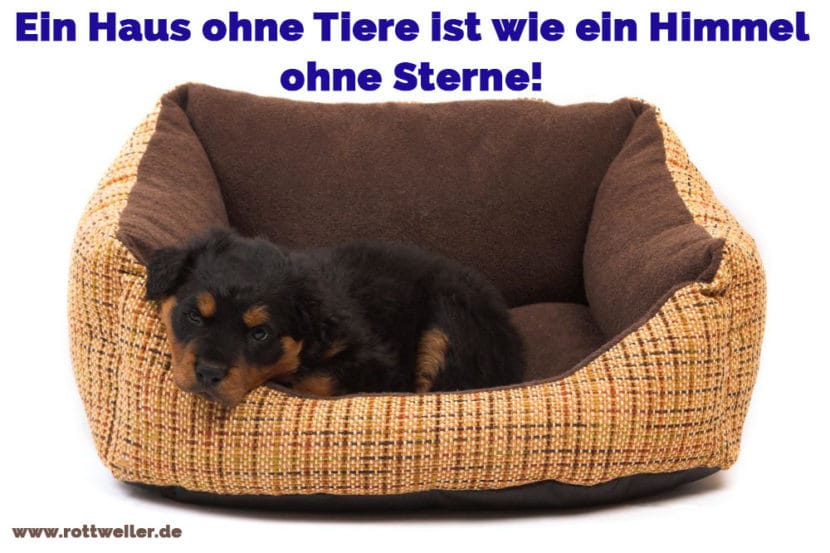 Rottweiler Zitate und Sprüche Rottweiler.de