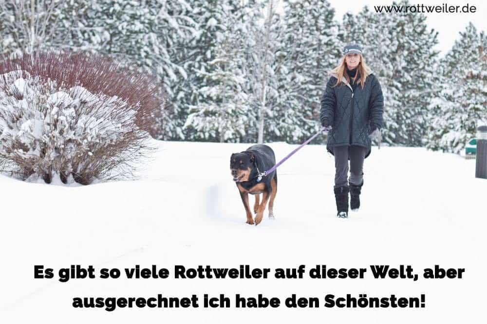 Spaziergang Rottweiler und Frau im Winter