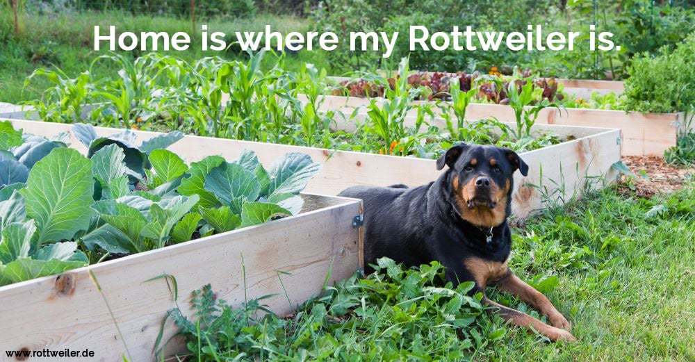 Rottweiler ligt im Gemüsegarten
