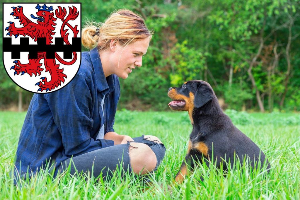 Rottweiler Züchter mit Welpen Leverkusen, Nordrhein-Westfalen