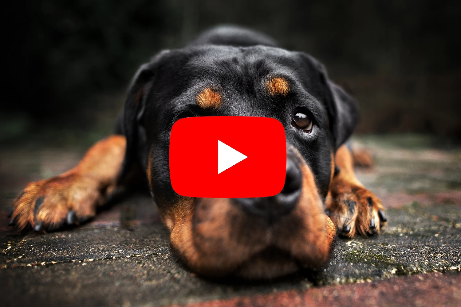 Interessante Rottweiler Videos