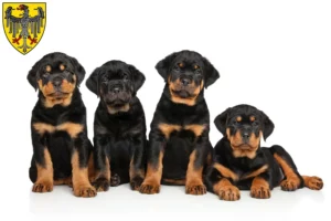 Mehr über den Artikel erfahren Rottweiler Züchter und Welpen in Aachen