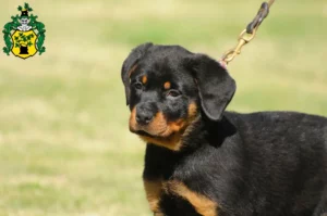 Mehr über den Artikel erfahren Rottweiler Züchter und Welpen in Apolda