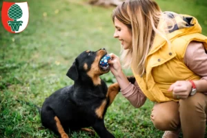 Mehr über den Artikel erfahren Rottweiler Züchter und Welpen in Augsburg