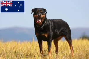 Mehr über den Artikel erfahren Rottweiler Züchter und Welpen in Australien