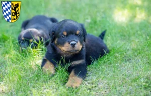 Mehr über den Artikel erfahren Rottweiler Züchter und Welpen in Bad Reichenhall