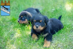 Mehr über den Artikel erfahren Rottweiler Züchter und Welpen in Bad Schwalbach