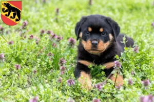 Mehr über den Artikel erfahren Rottweiler Züchter und Welpen in Bern