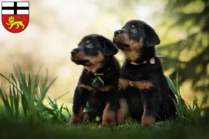 Mehr über den Artikel erfahren Rottweiler Züchter und Welpen in Bonn