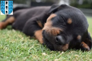 Mehr über den Artikel erfahren Rottweiler Züchter und Welpen in Bregenz