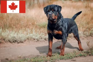 Mehr über den Artikel erfahren Rottweiler Züchter und Welpen in Kanada