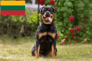 Mehr über den Artikel erfahren Rottweiler Züchter und Welpen in Litauen