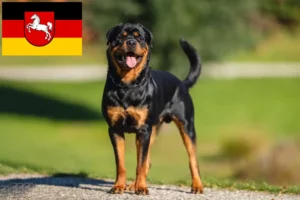 Mehr über den Artikel erfahren Rottweiler Züchter und Welpen in Niedersachsen