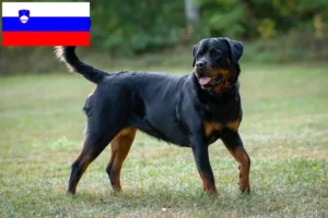 Mehr über den Artikel erfahren Rottweiler Züchter und Welpen in Slowenien