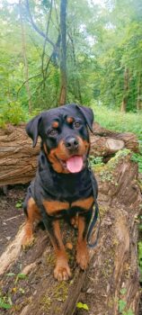 Rottweiler Dame sucht dringend ein neues zu Hause