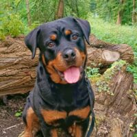 Rottweiler Dame sucht dringend ein neues zu Hause