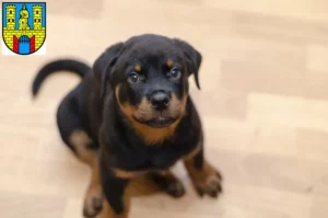 Mehr über den Artikel erfahren Rottweiler Züchter und Welpen in Burg (bei Magdeburg)