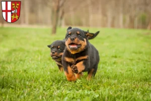 Mehr über den Artikel erfahren Rottweiler Züchter und Welpen in Cochem