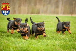 Mehr über den Artikel erfahren Rottweiler Züchter und Welpen in Darmstadt