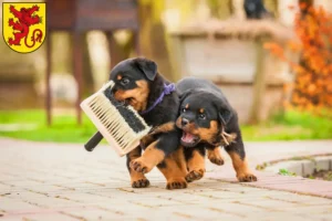 Mehr über den Artikel erfahren Rottweiler Züchter und Welpen in Diepholz