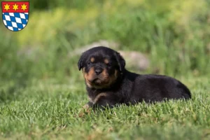 Mehr über den Artikel erfahren Rottweiler Züchter und Welpen in Dingolfing