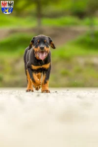 Mehr über den Artikel erfahren Rottweiler Züchter und Welpen in Erlangen