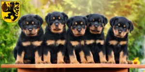 Mehr über den Artikel erfahren Rottweiler Züchter und Welpen in Frechen