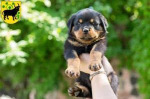 Mehr über den Artikel erfahren Rottweiler Züchter und Welpen in Güstrow