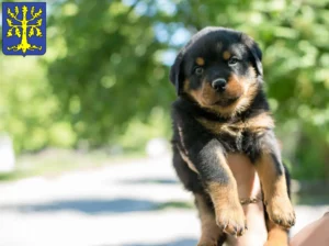 Mehr über den Artikel erfahren Rottweiler Züchter und Welpen in Hagen