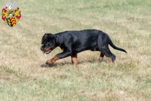 Mehr über den Artikel erfahren Rottweiler Züchter und Welpen in Hanau