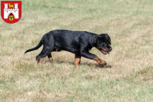 Mehr über den Artikel erfahren Rottweiler Züchter und Welpen in Hannover