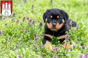 Mehr über den Artikel erfahren Rottweiler Züchter und Welpen in Harburg