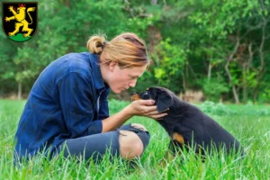 Mehr über den Artikel erfahren Rottweiler Züchter und Welpen in Heidelberg