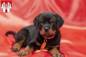 Mehr über den Artikel erfahren Rottweiler Züchter und Welpen in Höxter