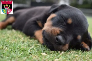 Mehr über den Artikel erfahren Rottweiler Züchter und Welpen in Hofheim am Taunus