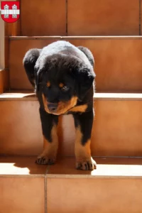 Mehr über den Artikel erfahren Rottweiler Züchter und Welpen in Innsbruck