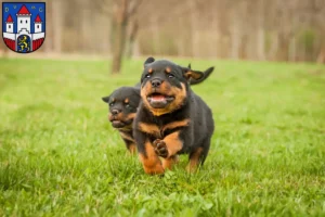 Mehr über den Artikel erfahren Rottweiler Züchter und Welpen in Jever