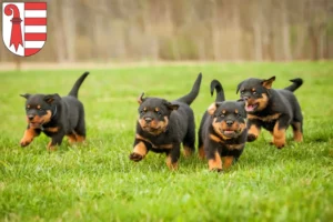 Mehr über den Artikel erfahren Rottweiler Züchter und Welpen in Jura