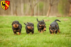 Mehr über den Artikel erfahren Rottweiler Züchter und Welpen in Kaufbeuren