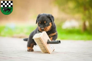 Mehr über den Artikel erfahren Rottweiler Züchter und Welpen in Kirchheimbolanden