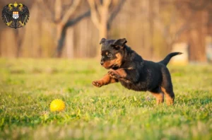 Mehr über den Artikel erfahren Rottweiler Züchter und Welpen in Köln