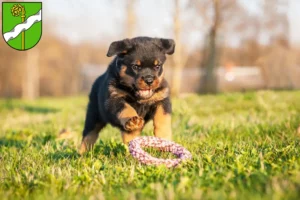 Mehr über den Artikel erfahren Rottweiler Züchter und Welpen in Kusel