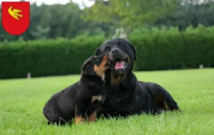 Mehr über den Artikel erfahren Rottweiler Züchter und Welpen in Lörrach