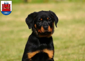 Mehr über den Artikel erfahren Rottweiler Züchter und Welpen in Lutherstadt Wittenberg