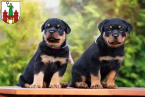 Mehr über den Artikel erfahren Rottweiler Züchter und Welpen in Magdeburg