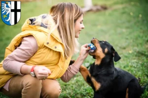 Mehr über den Artikel erfahren Rottweiler Züchter und Welpen in Meschede