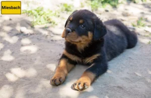 Mehr über den Artikel erfahren Rottweiler Züchter und Welpen in Miesbach