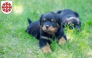 Mehr über den Artikel erfahren Rottweiler Züchter und Welpen in Mühldorf am Inn